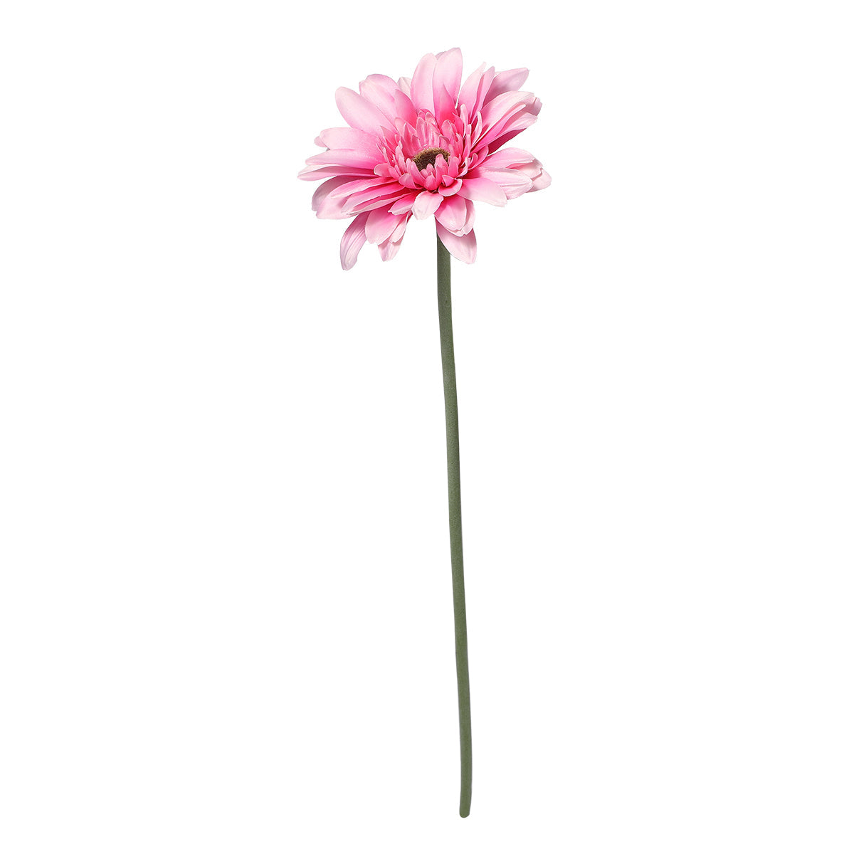 Tige de Gerbera