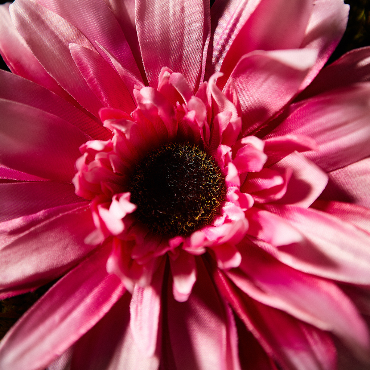 Tige de Gerbera