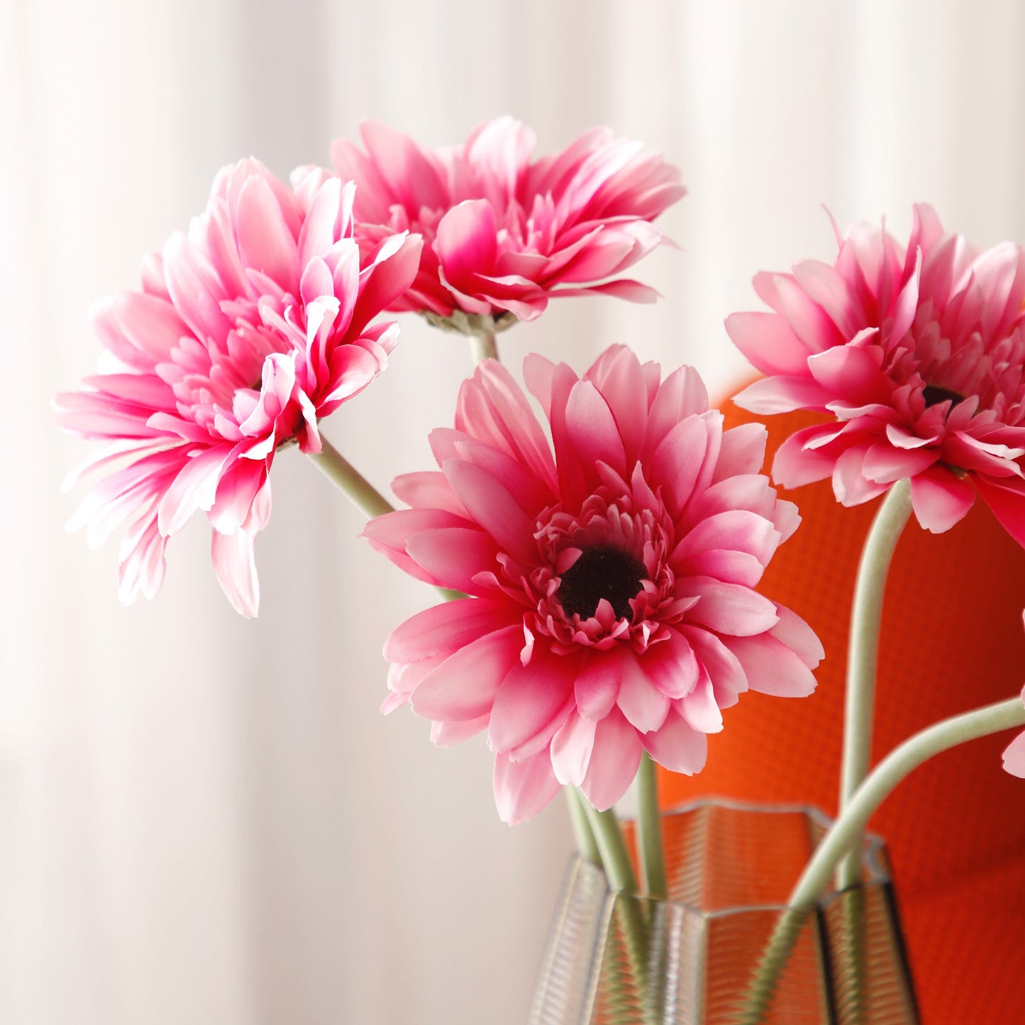 Tige de Gerbera