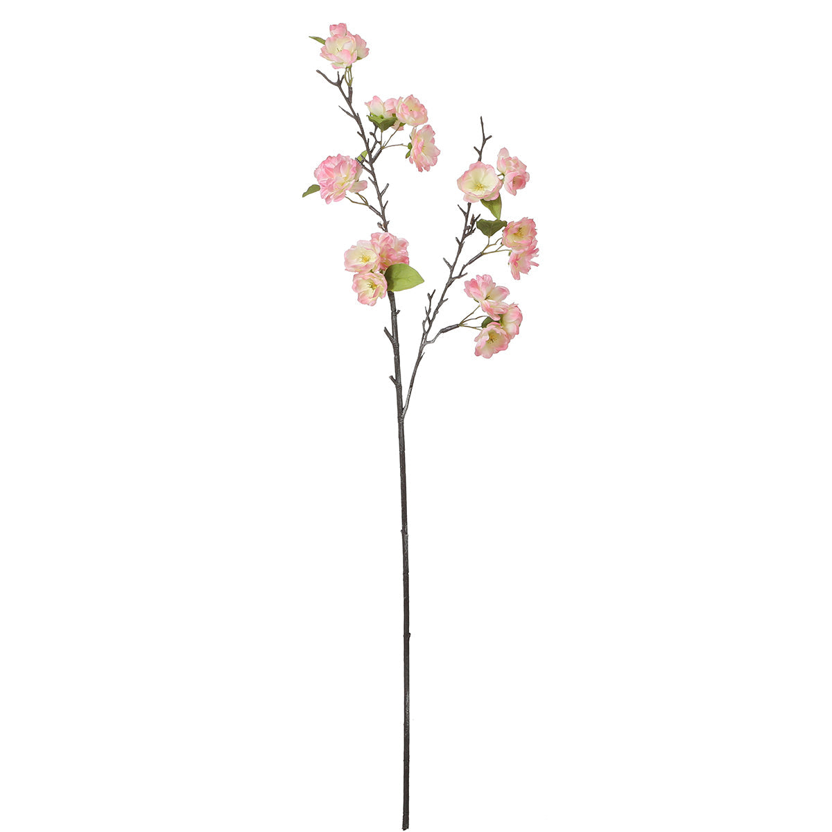 Tige de Fleurs de Cerisier