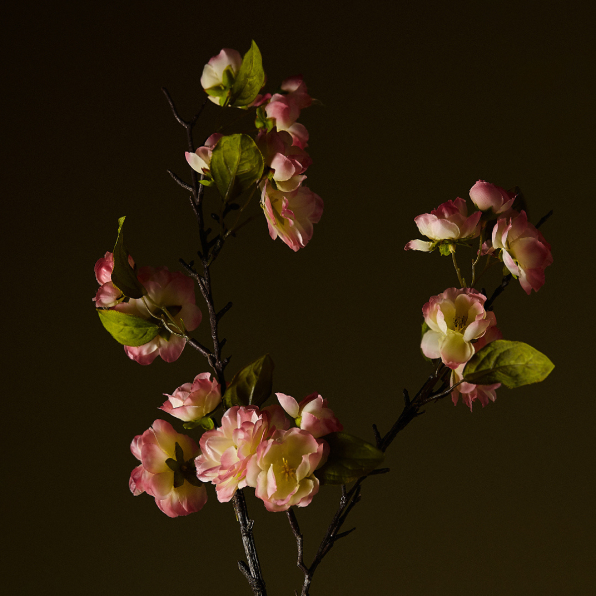 Tige de Fleurs de Cerisier
