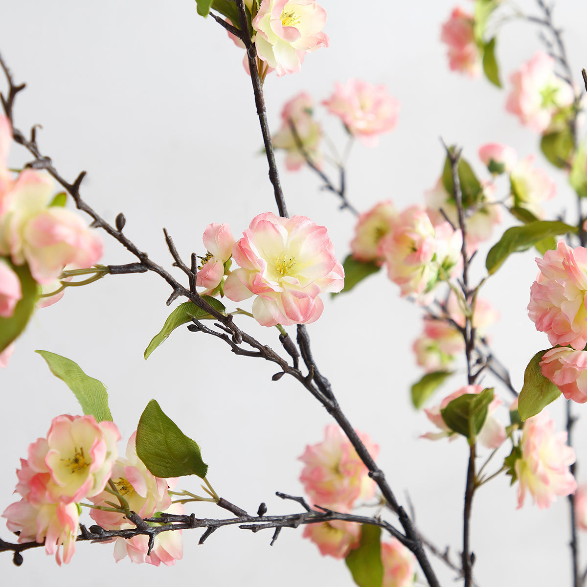 Tige de Fleurs de Cerisier