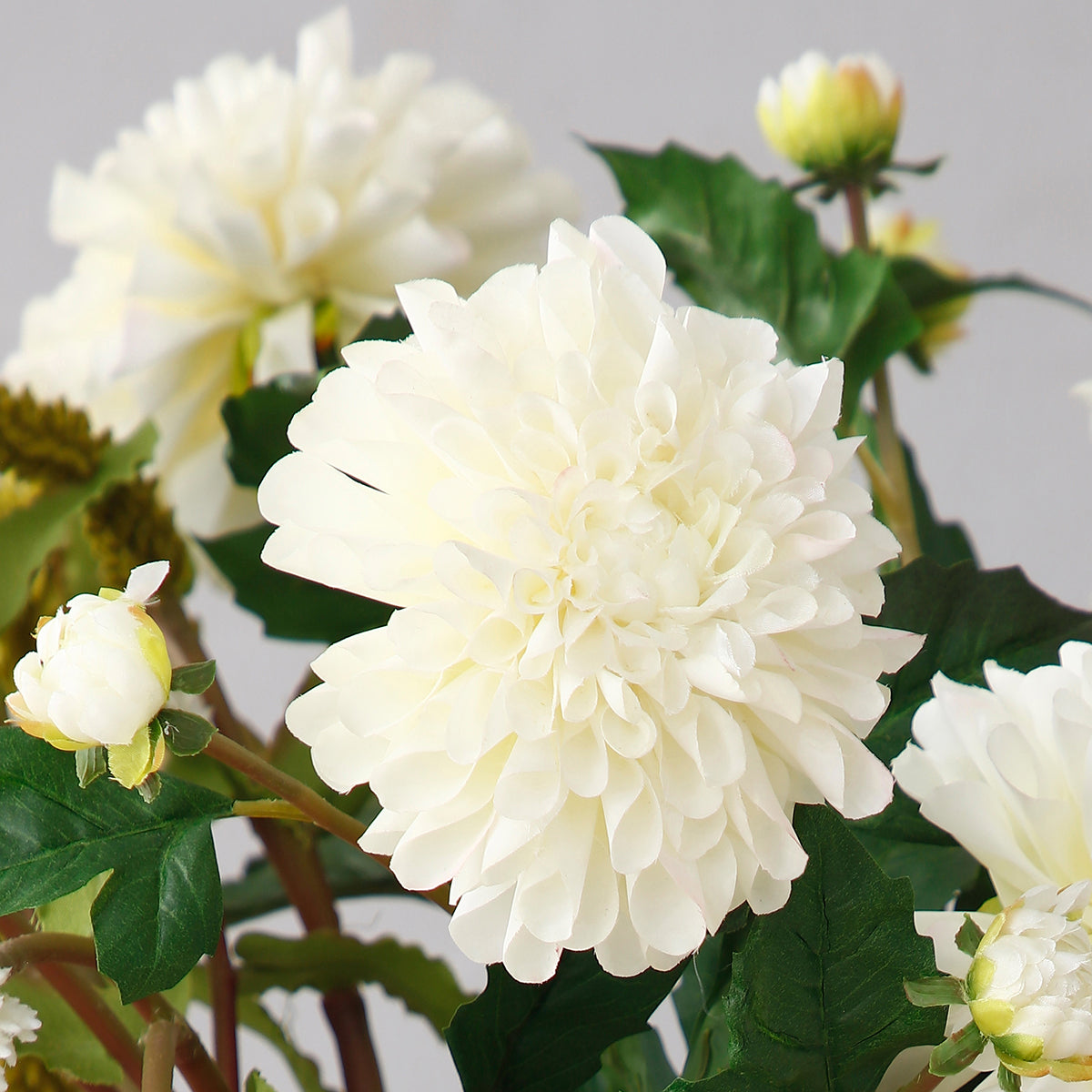 Tige de Dahlia