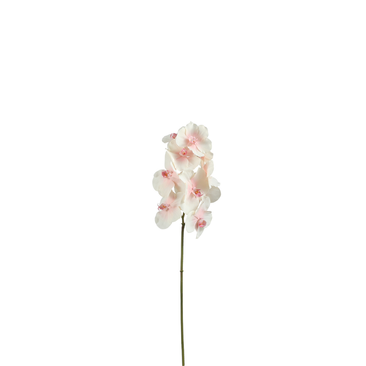 Tige d'Orchidée Bandailan
