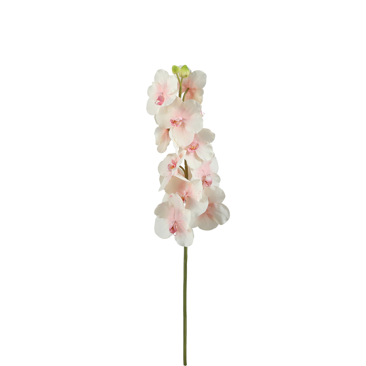 Tige d'Orchidée Bandailan