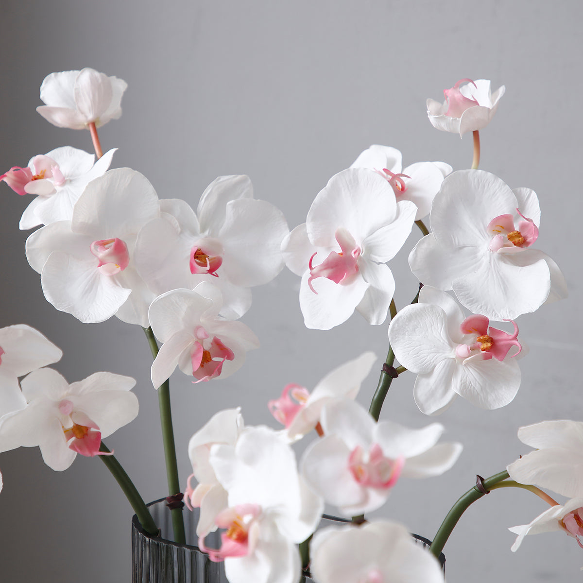 Tige d'Orchidée Phalaenopsis