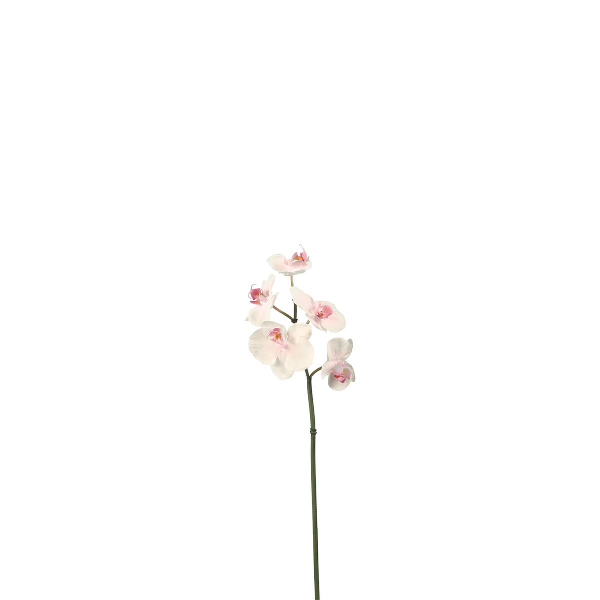 Tige d'Orchidée Phalaenopsis