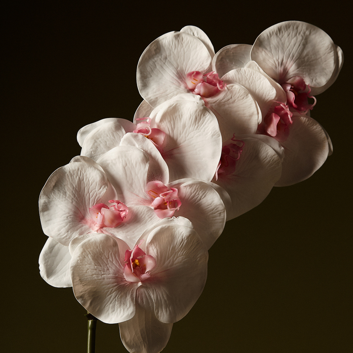 Tige d'Orchidée Phalaenopsis