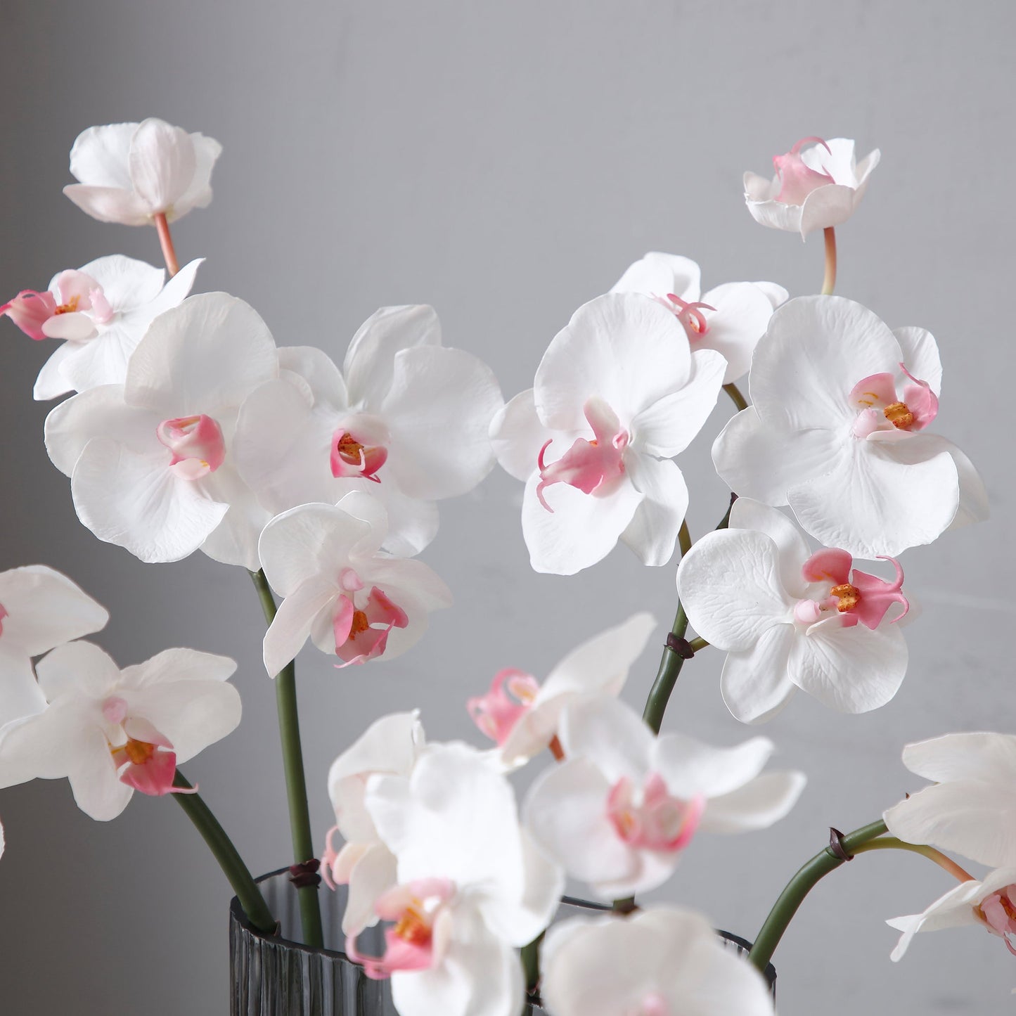 Tige d'Orchidée Phalaenopsis