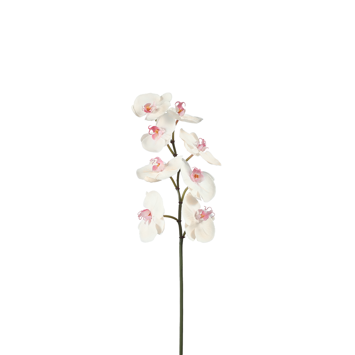 Tige d'Orchidée Phalaenopsis