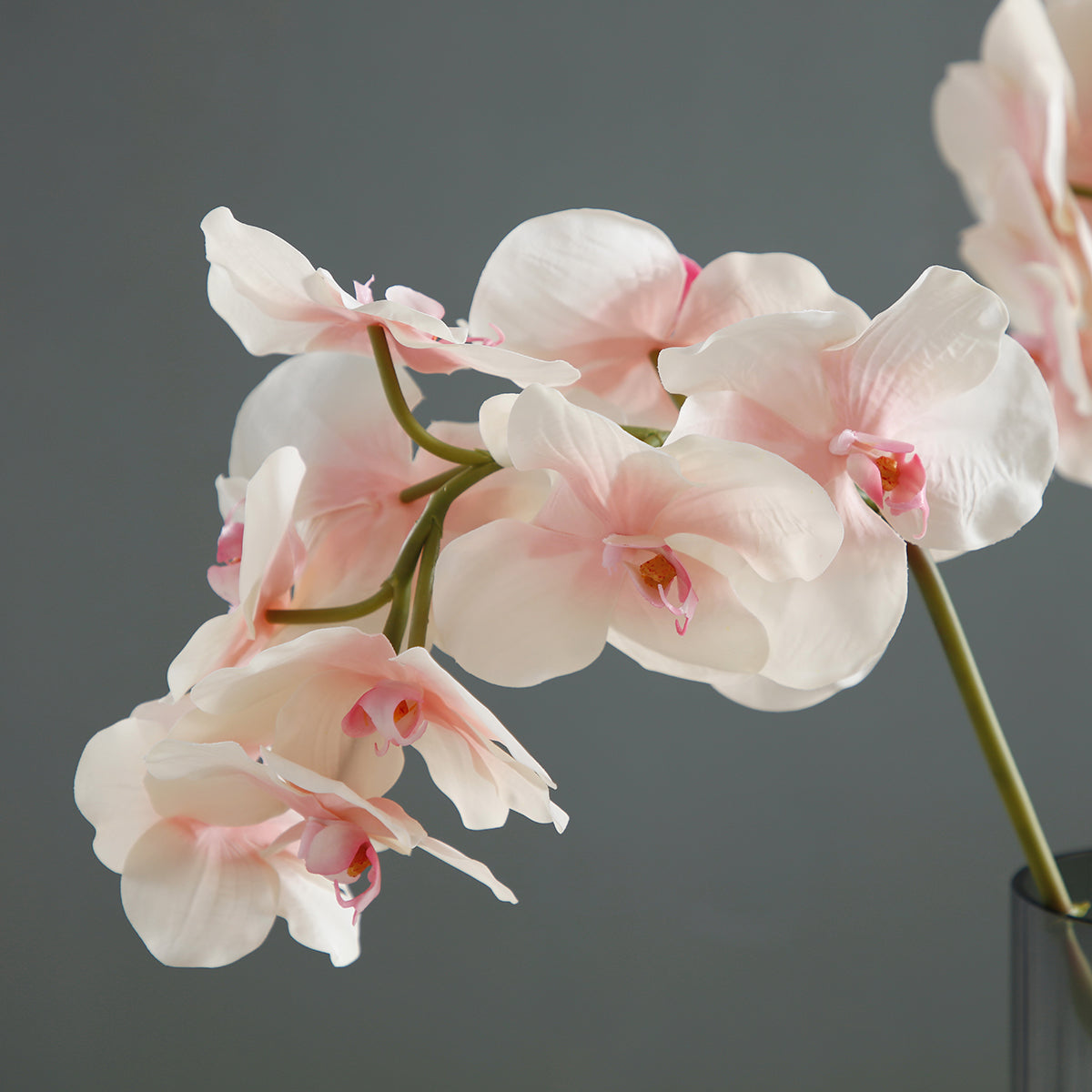 Tige d'Orchidée Phalaenopsis