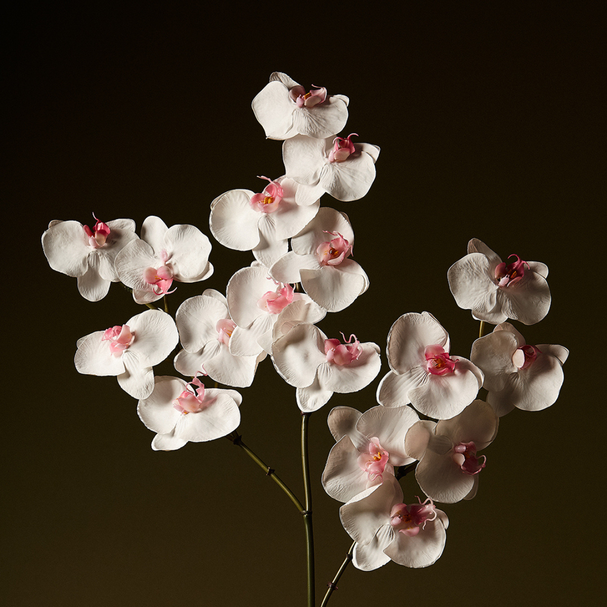 Tige d'Orchidée Phalaenopsis