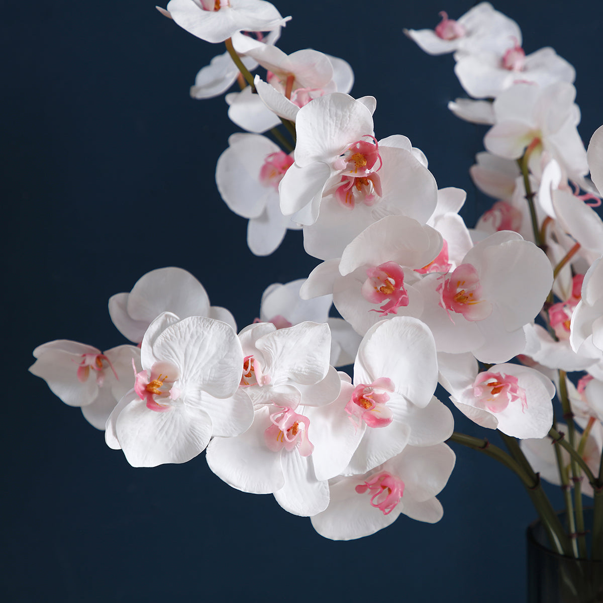 Tige d'Orchidée Phalaenopsis