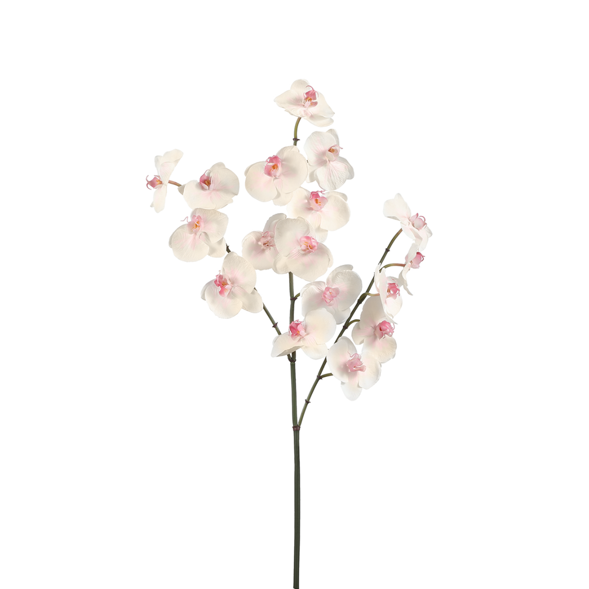 Tige d'Orchidée Phalaenopsis