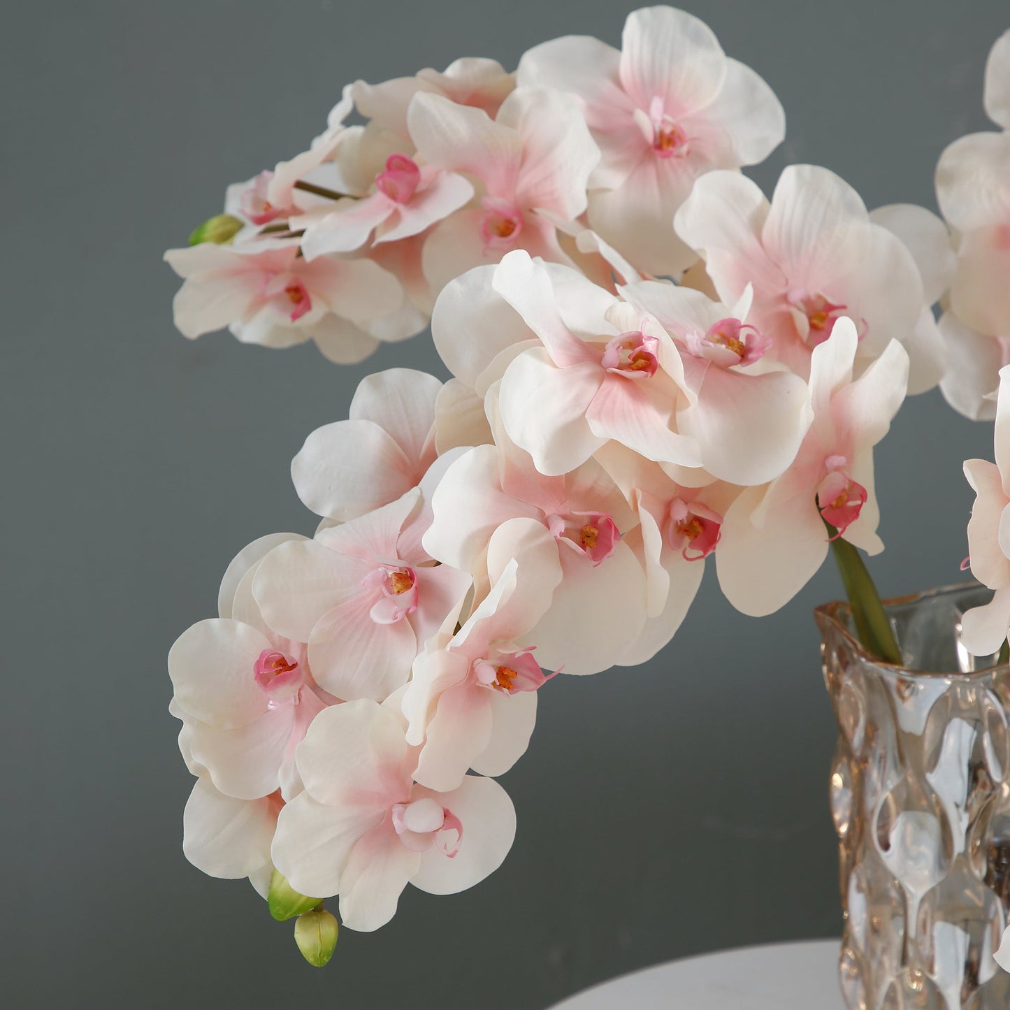 Tige d'Orchidée Phalaenopsis