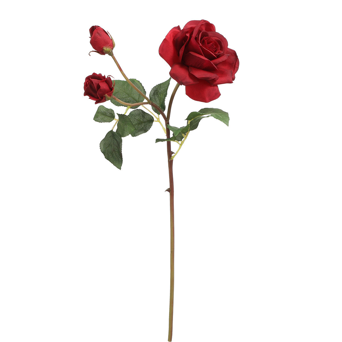 Tige de Rose Avec Bourgeon