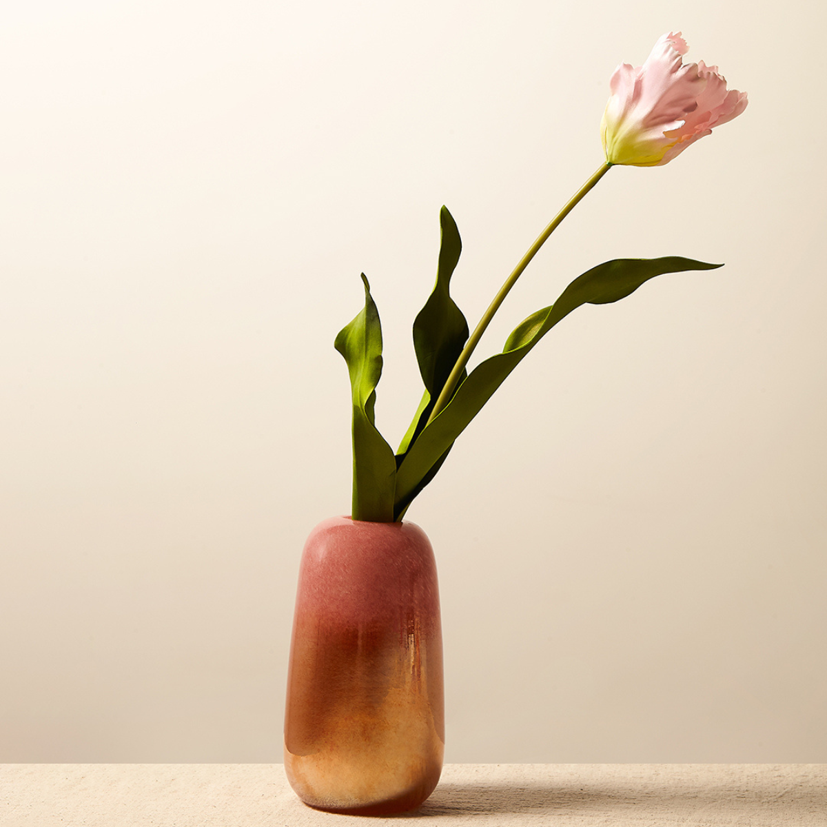 Tige de Tulipe Perroquet