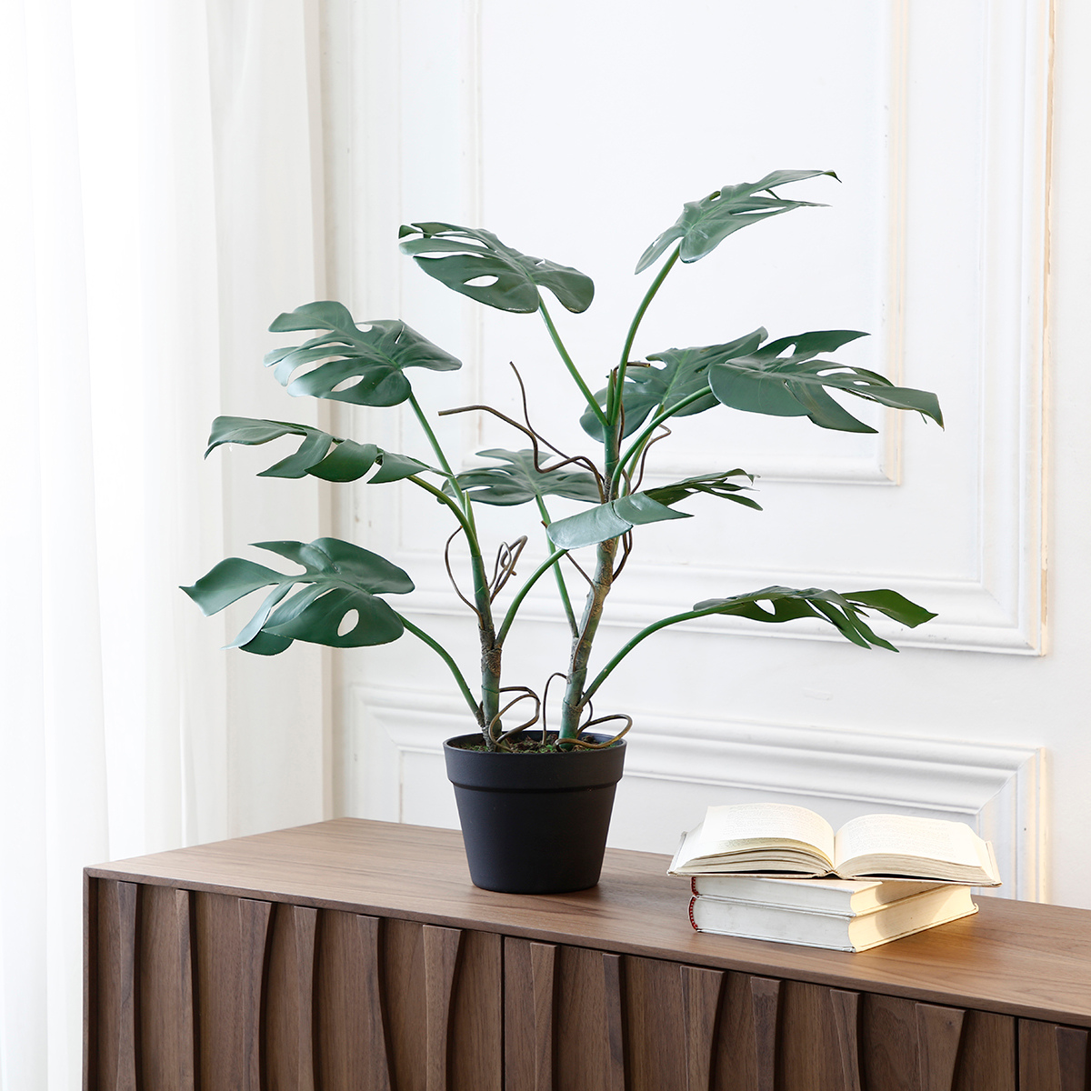 Monstera in vaso