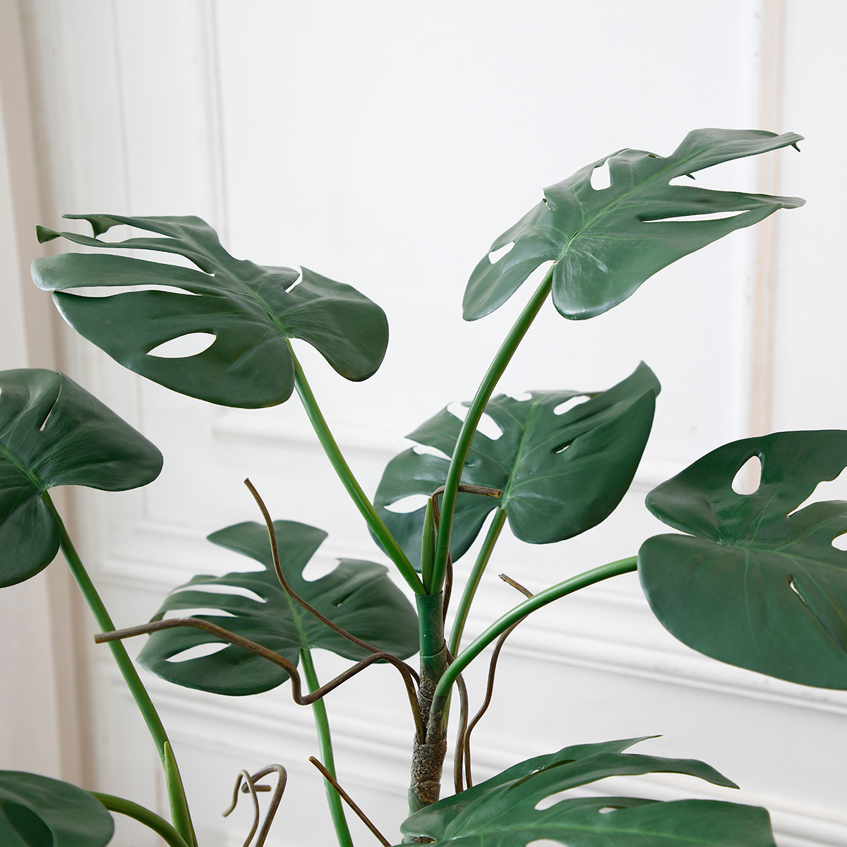 Monstera in vaso