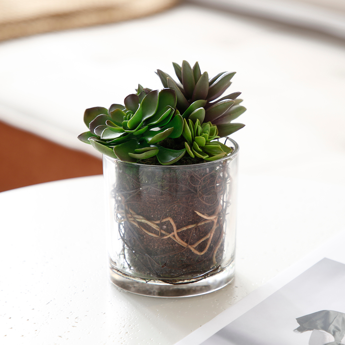 Composizione di piante grasse in vaso trasparente Petit Format
