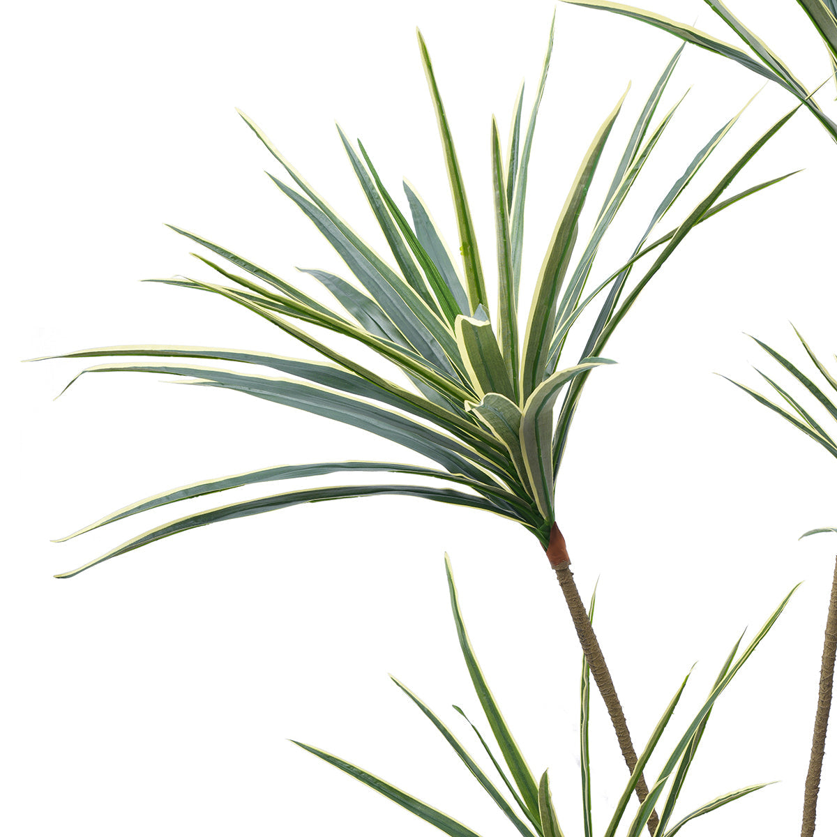 Arbre Yucca en Pot 155 cm