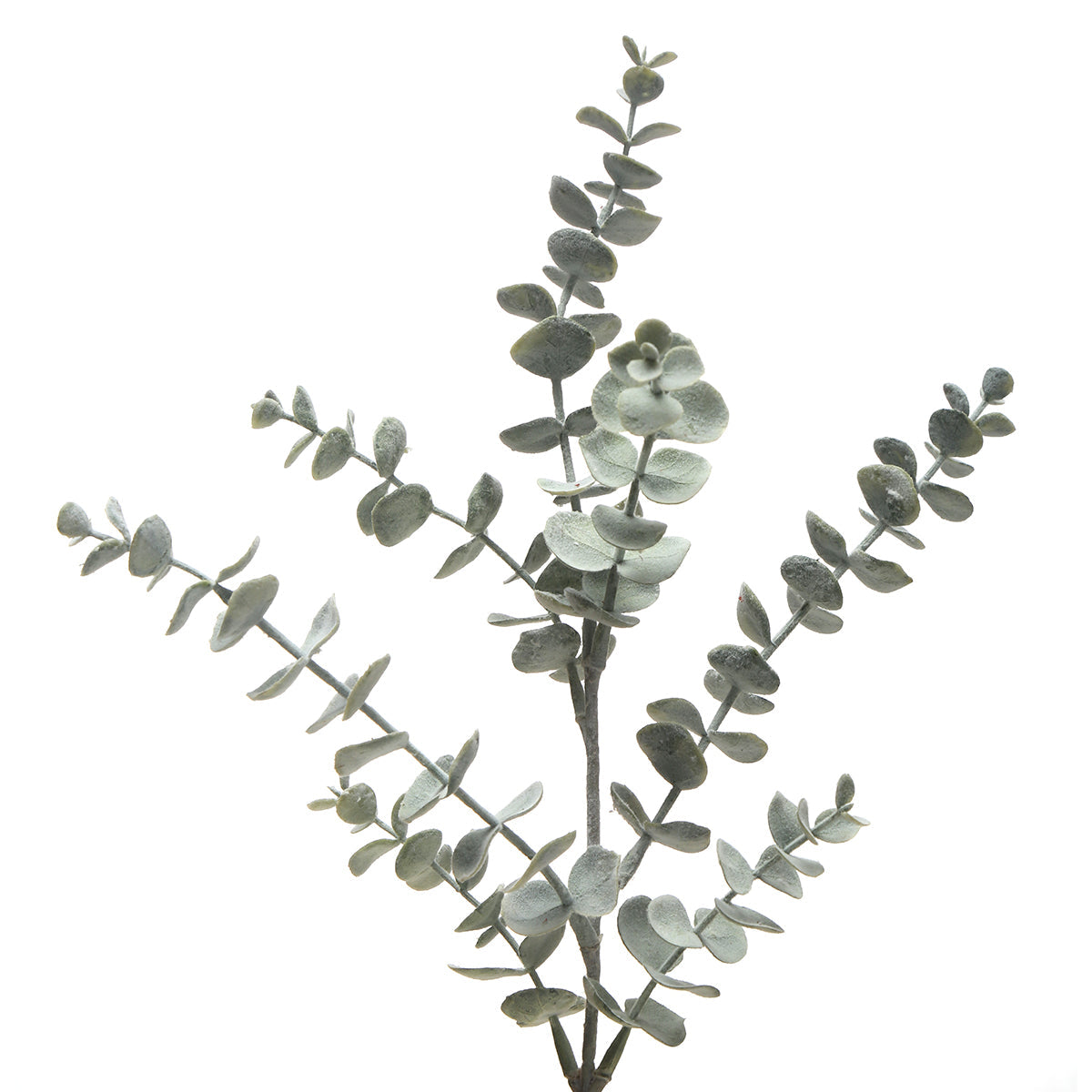 Fogliame di eucalipto