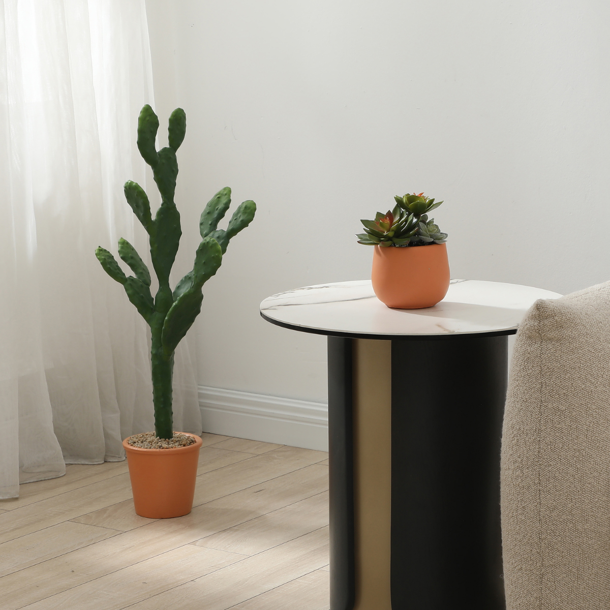 Cactus in vaso