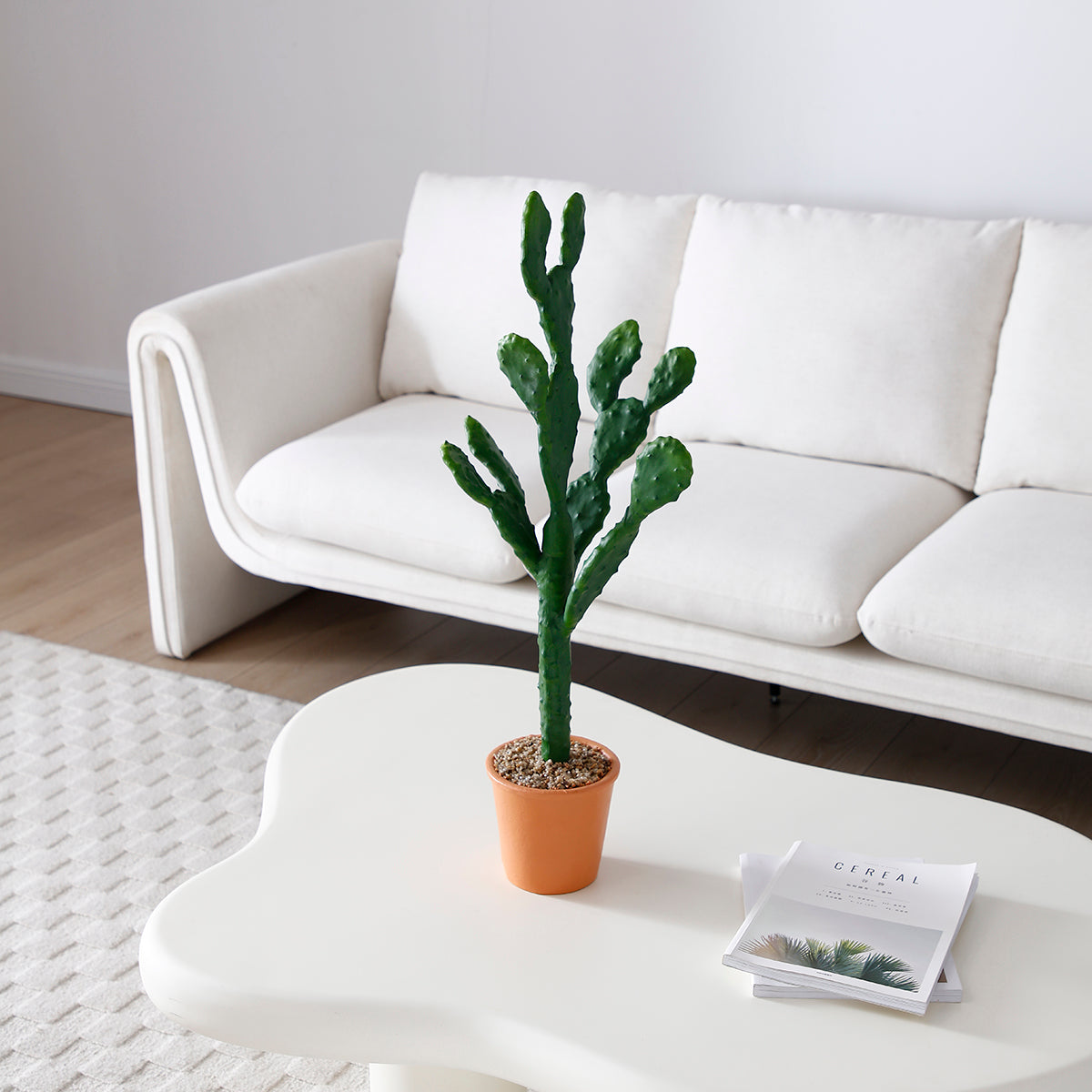 Cactus in vaso