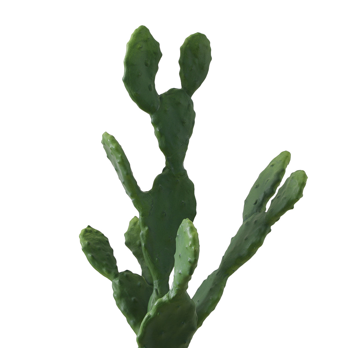 Cactus in vaso