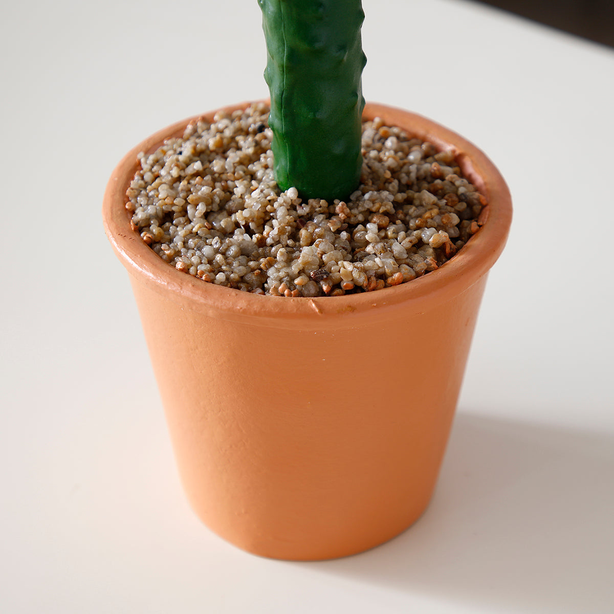 Cactus in vaso