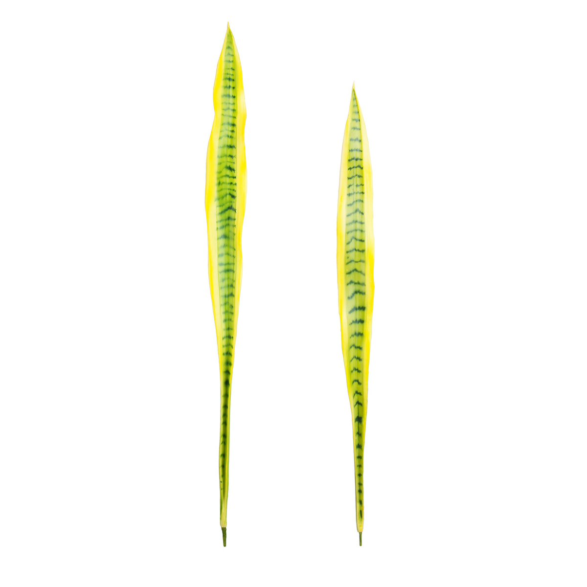 Foglie di Sansevieria