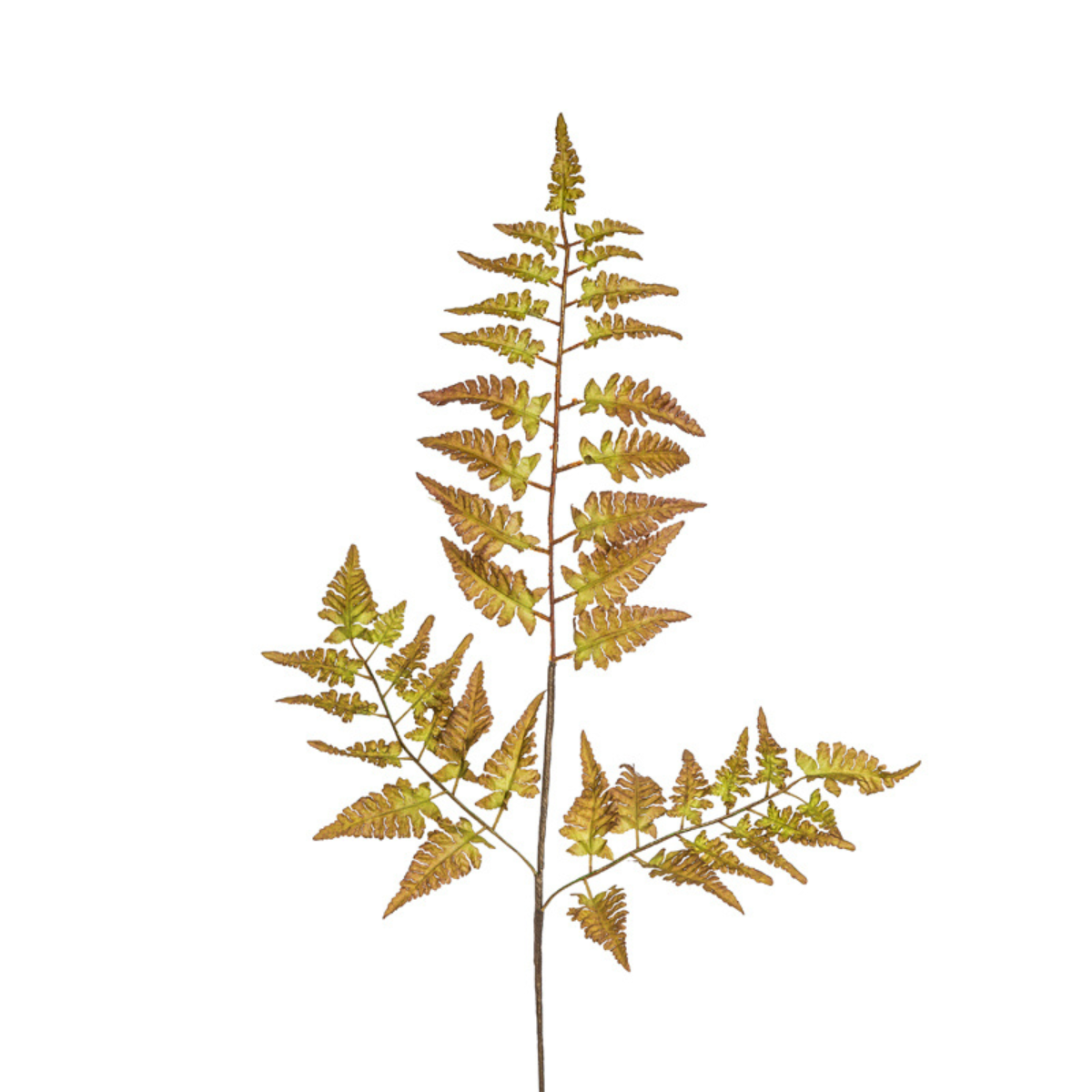 Feuillage de Fougère