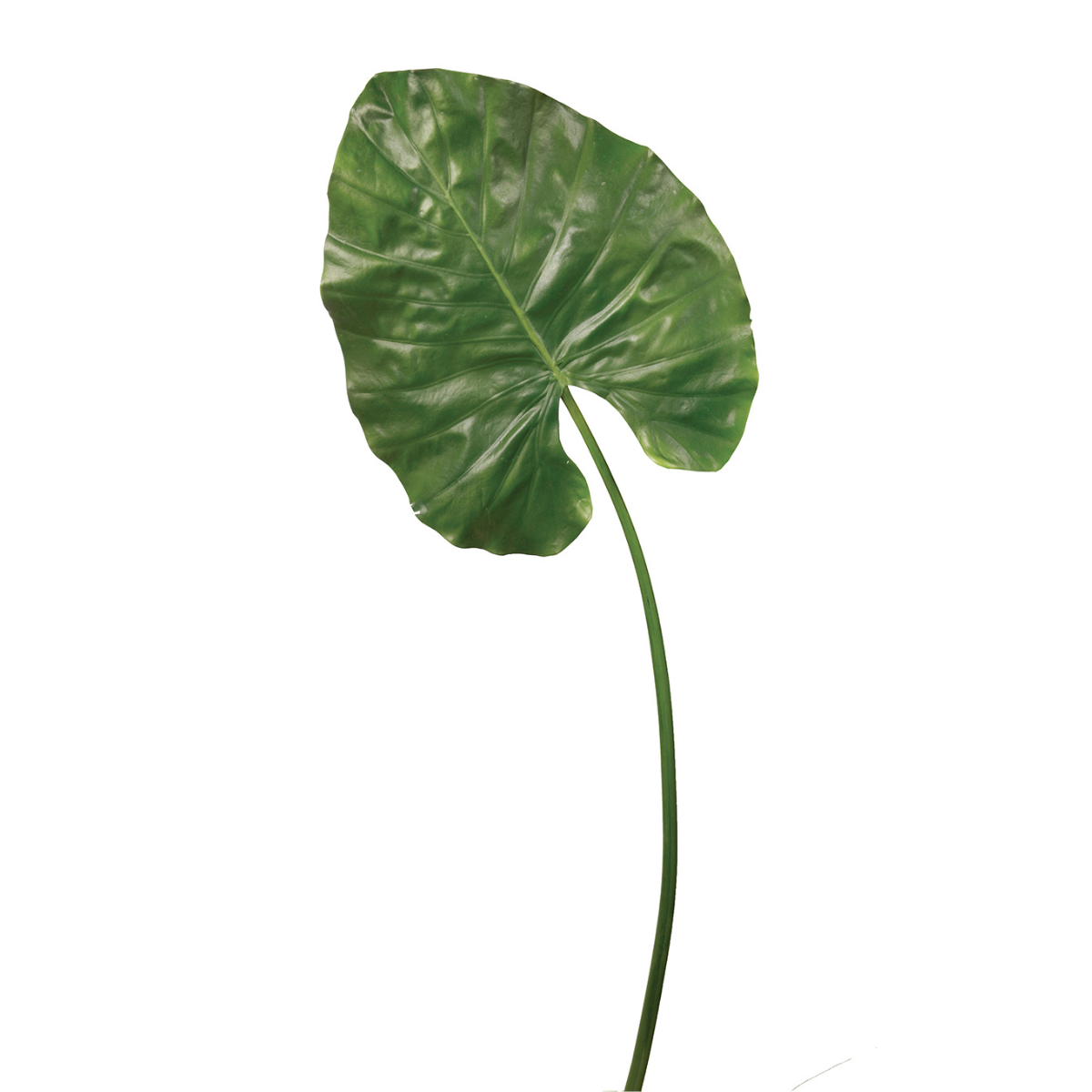 Feuille Alocasia