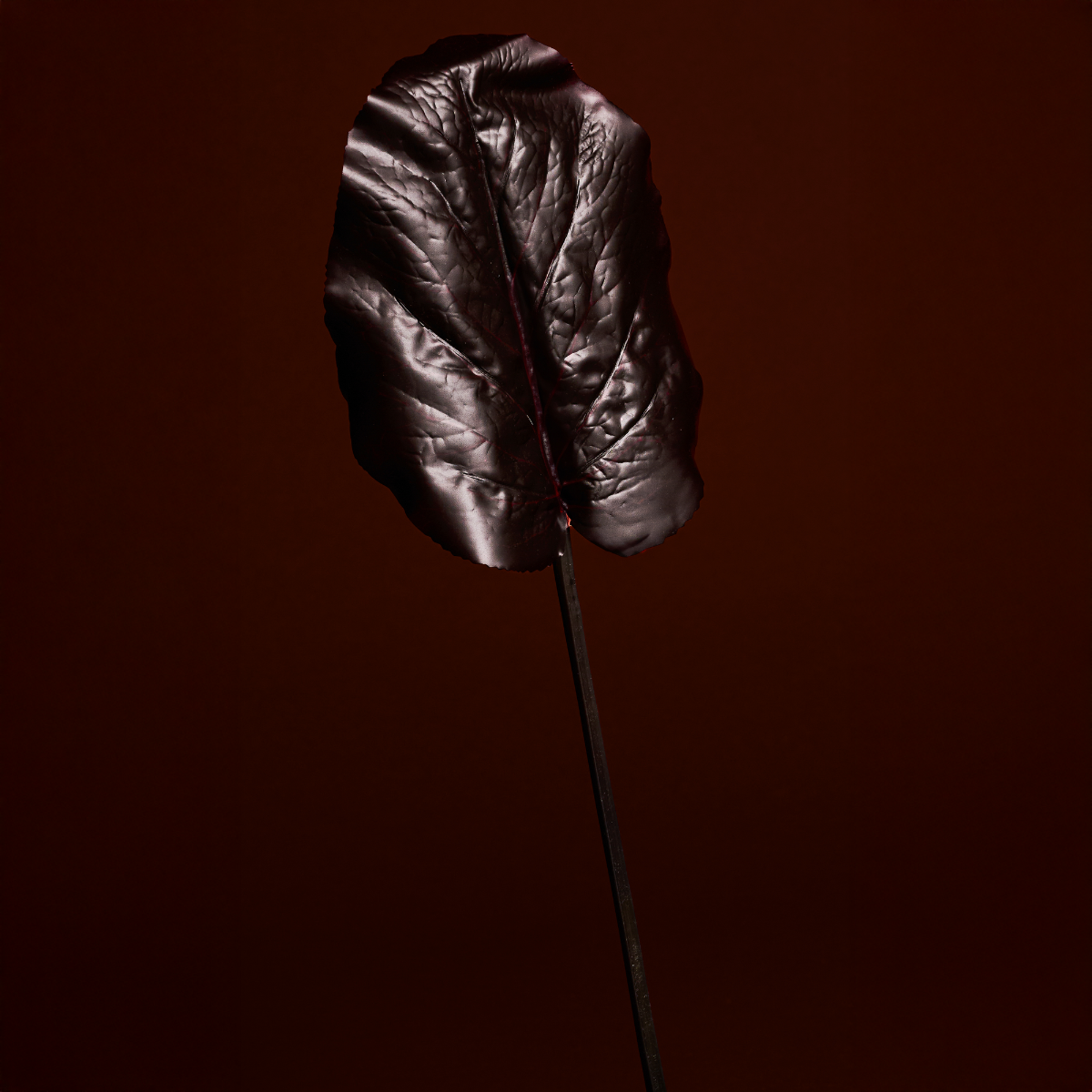 Feuille de Galax