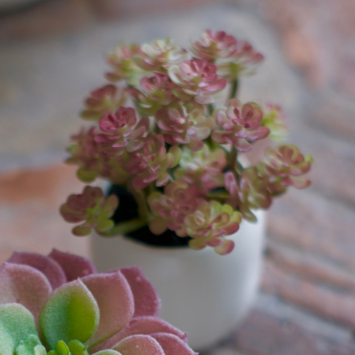 Succulente en pot
