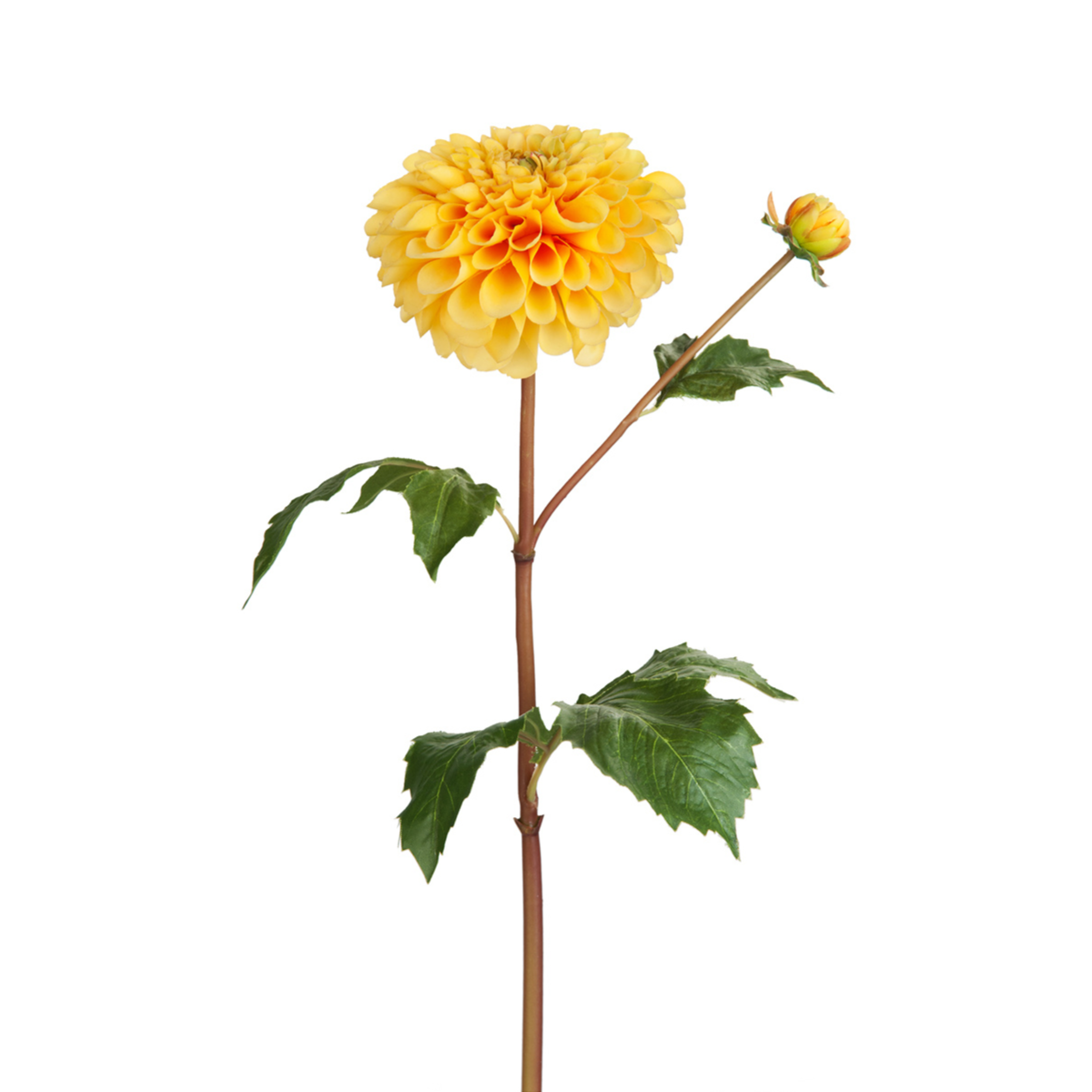 Tige de Dahlia avec bourgeon