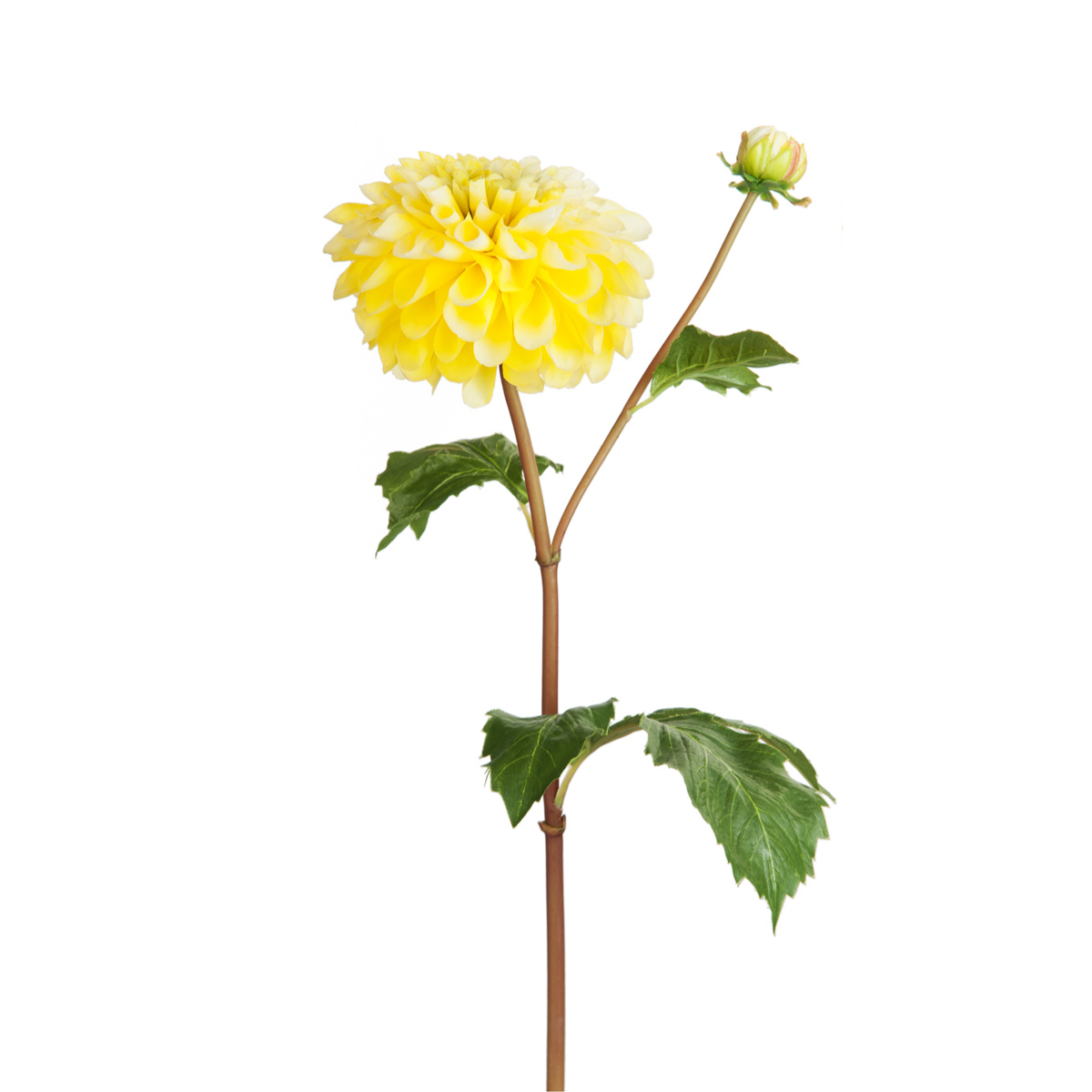 Tige de Dahlia avec bourgeon