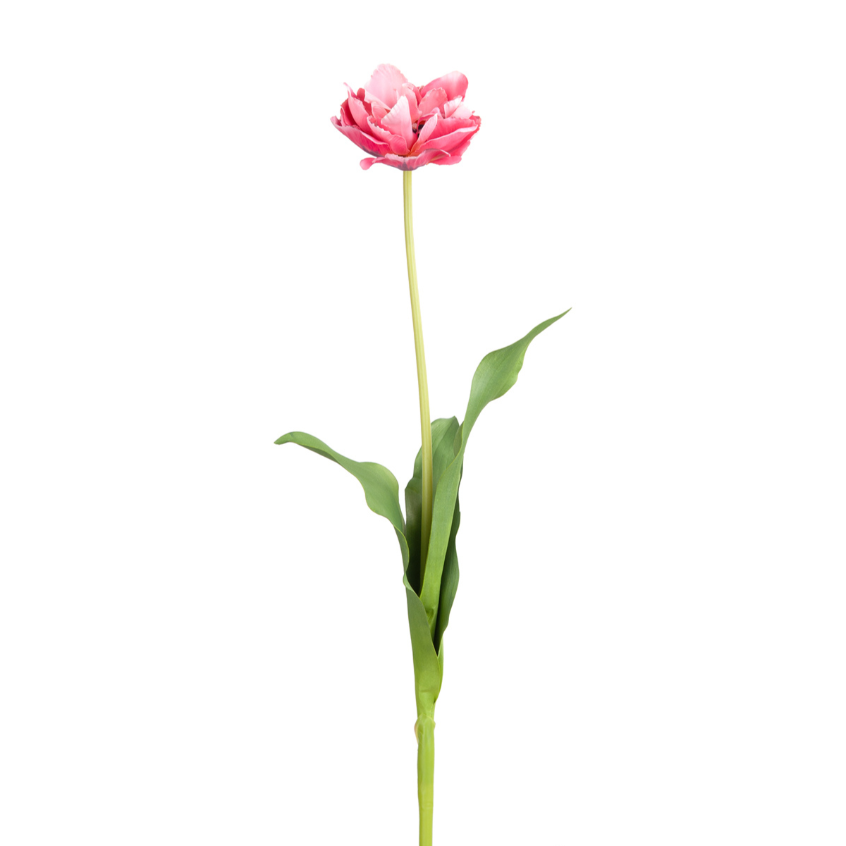 Tige de Tulipe double