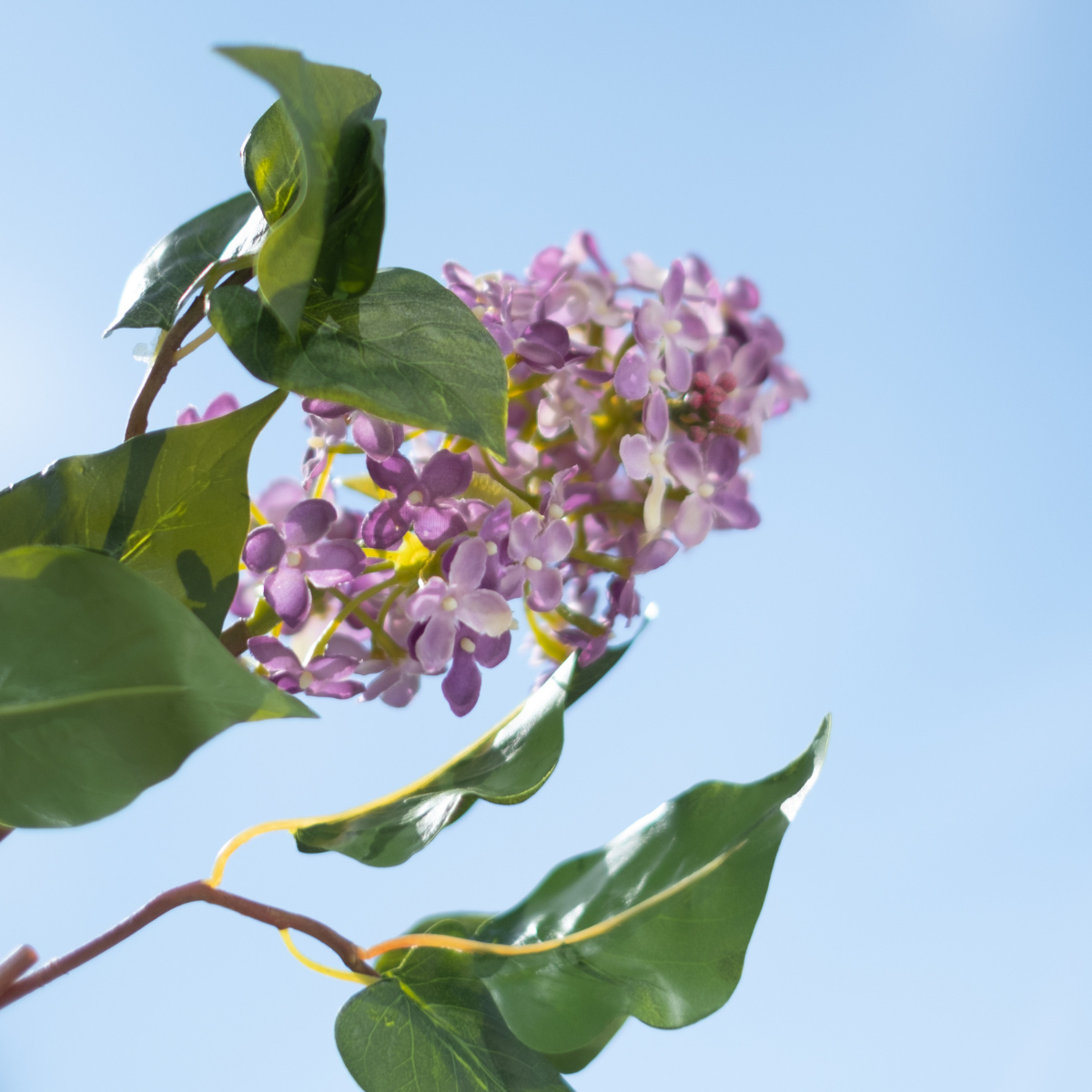 Tige de Lilas Petit Format