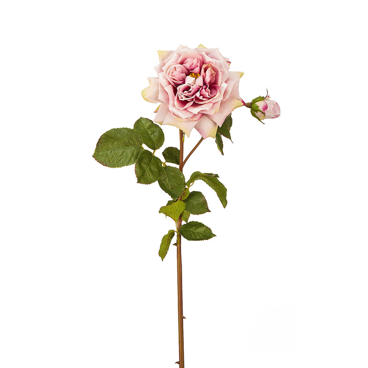 Tige de Rose David ouverte