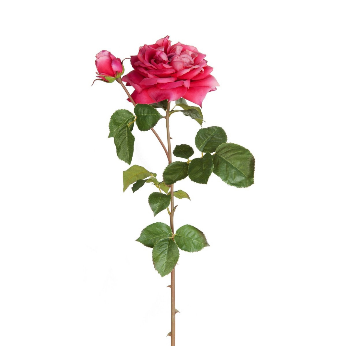 Tige de Rose David ouverte