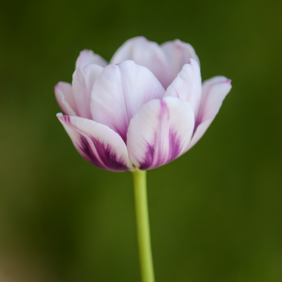 Tige de Tulipe double