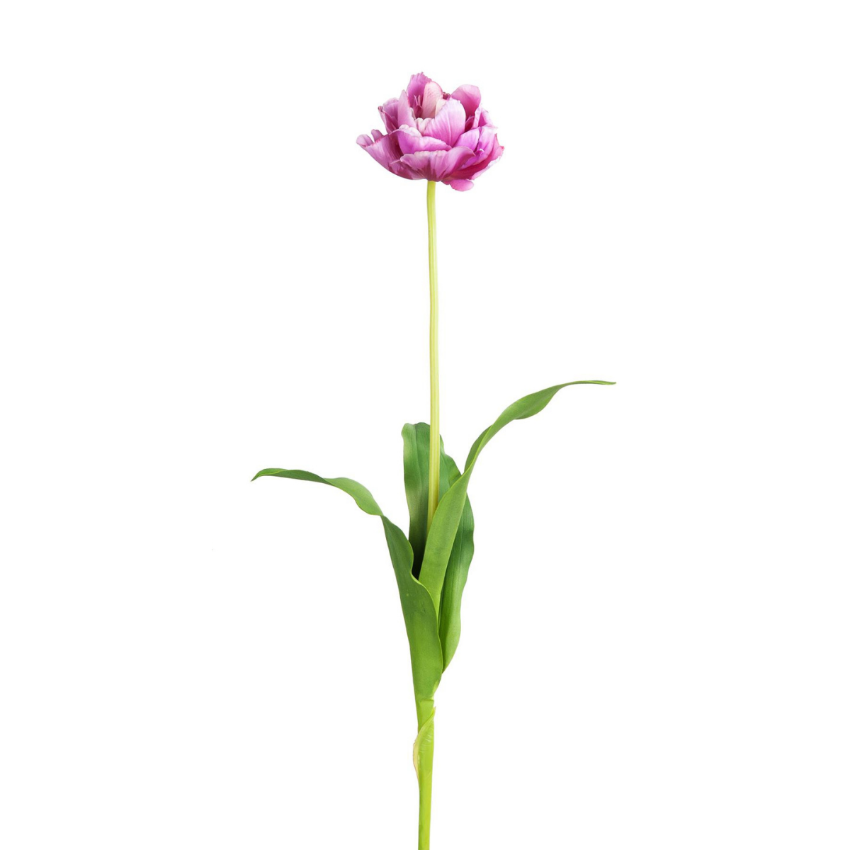 Tige de Tulipe double