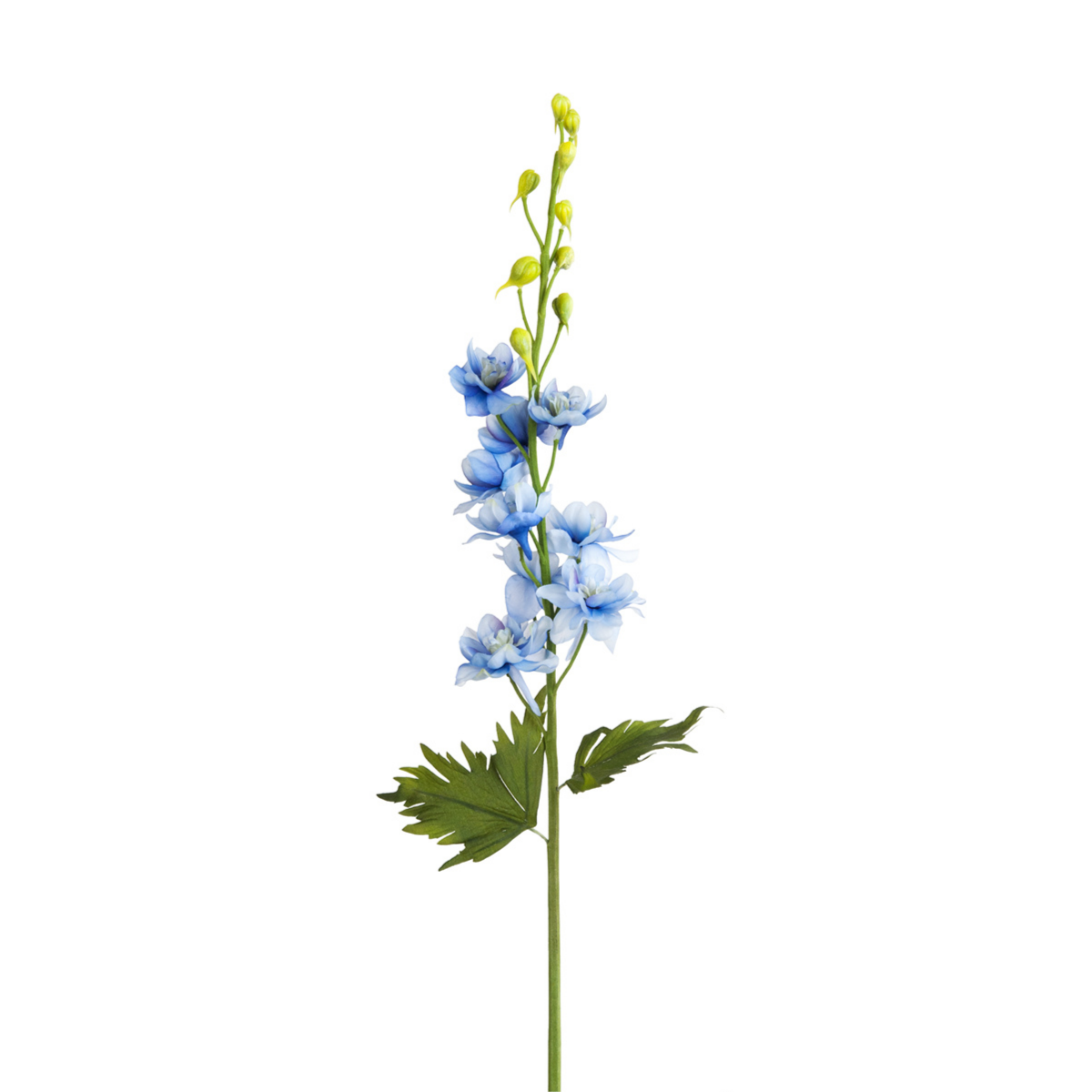 Tige de Delphinium nei borghi