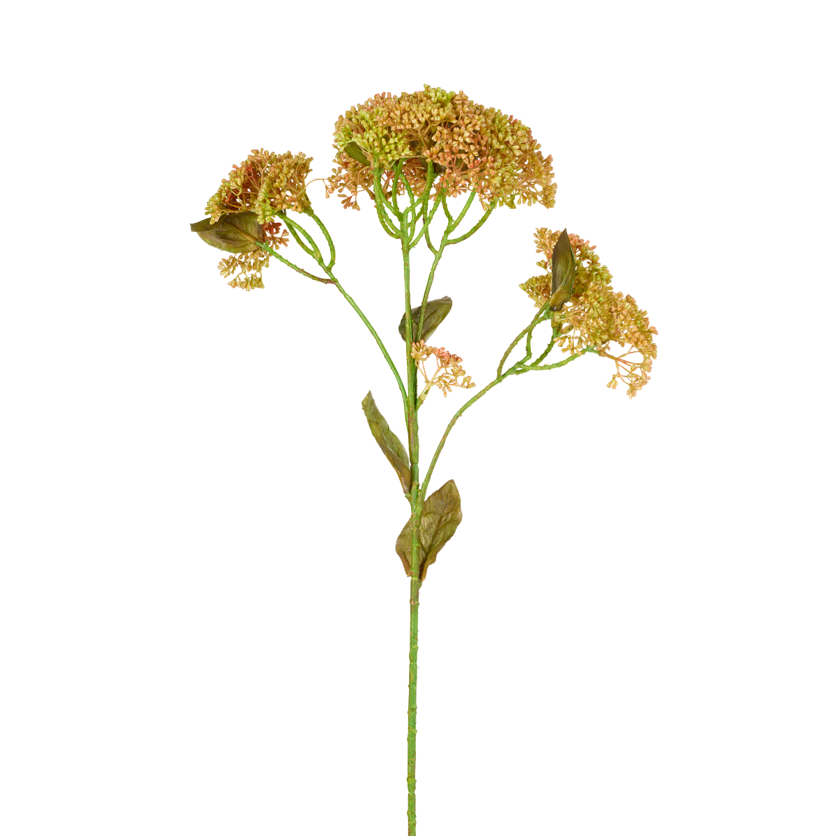 Fogliame di Sedum