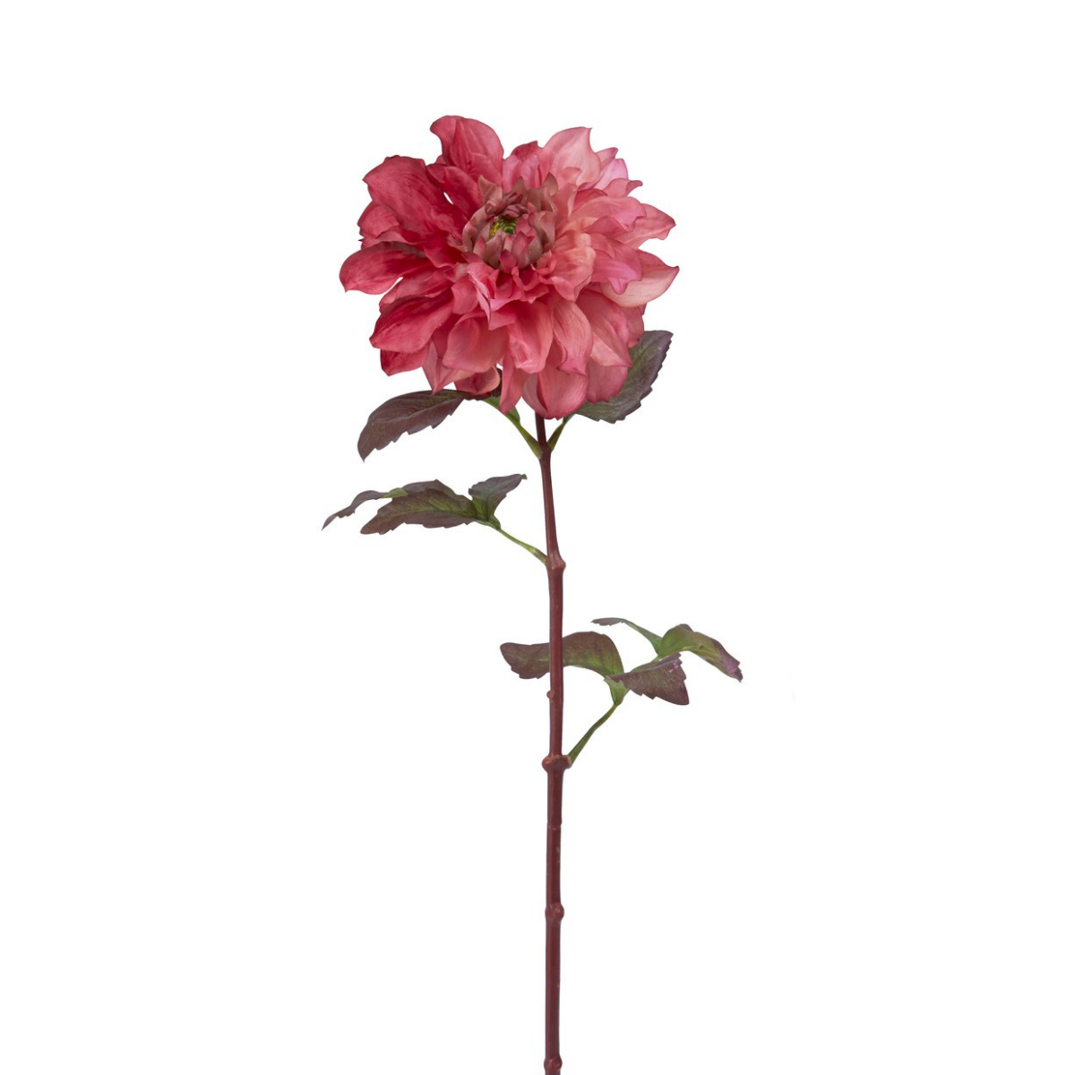 Tige de Dahlia Maya