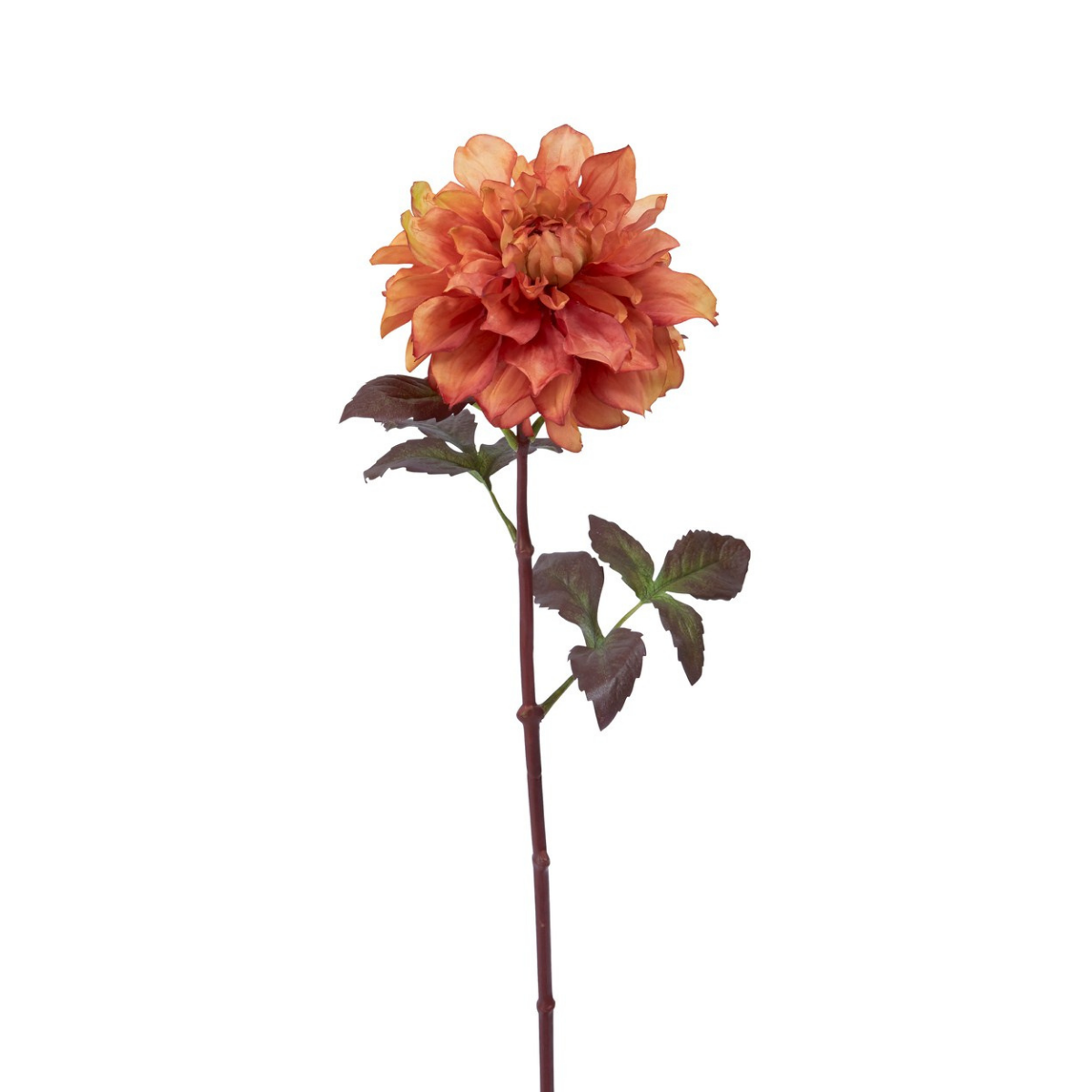 Tige de Dahlia Maya