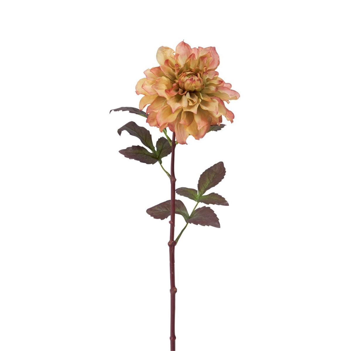 Tige de Dahlia Maya