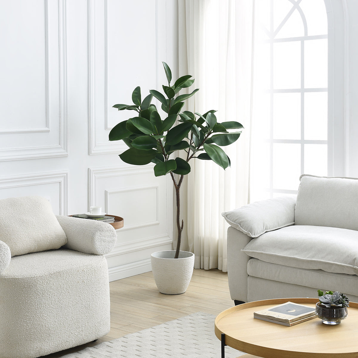 Ficus in vaso 165cm