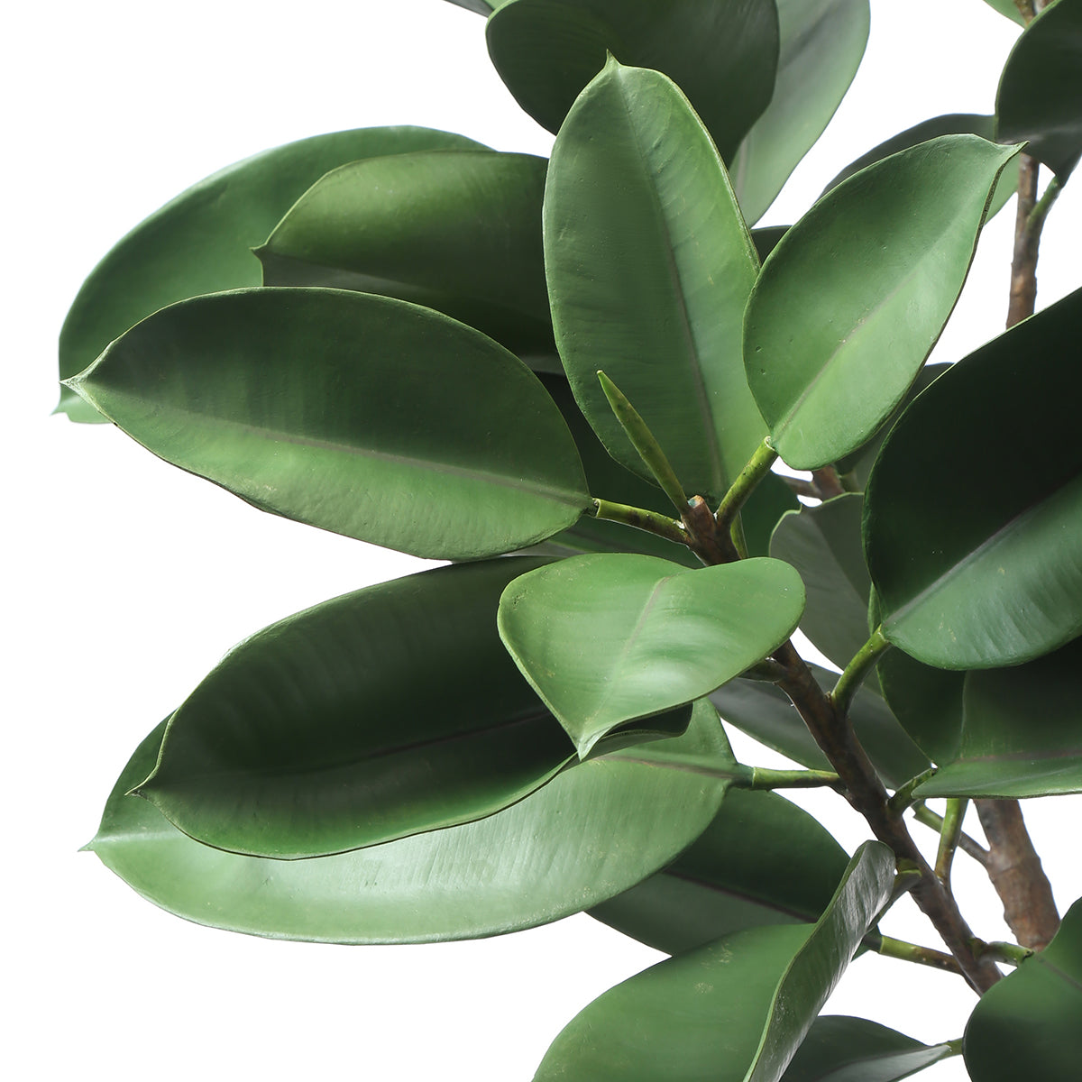 Ficus in vaso 165cm